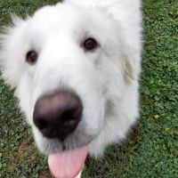 Pleasant Valley Veterinary Clinic ico