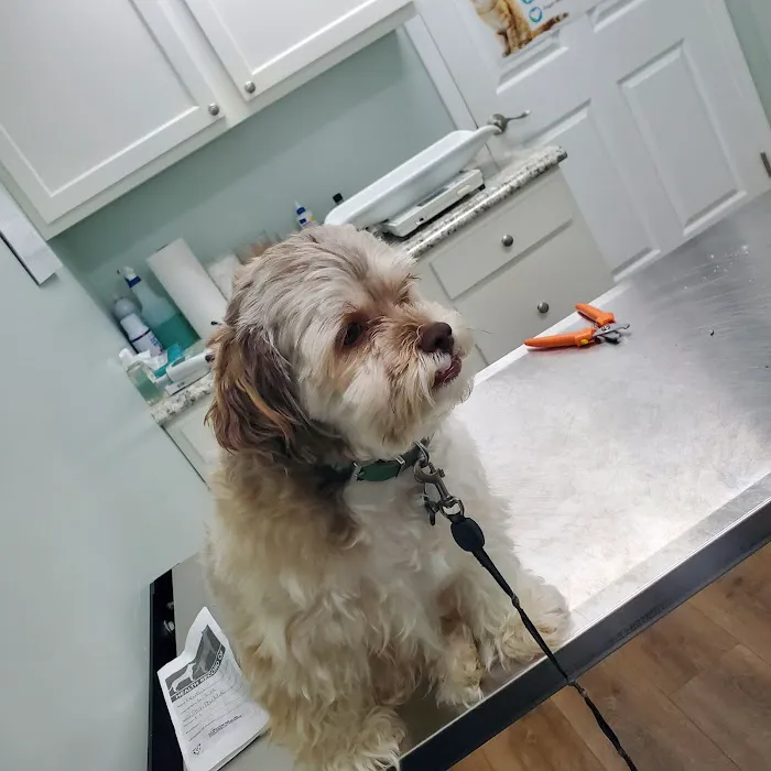 A-1 Vet Care 2