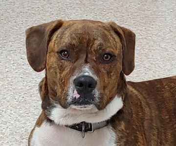 A-1 Vet Care