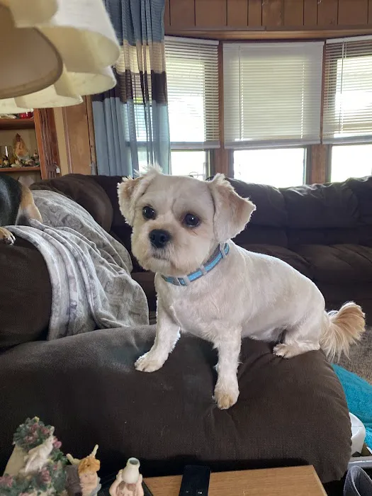 Carrollton Animal Hospital 4