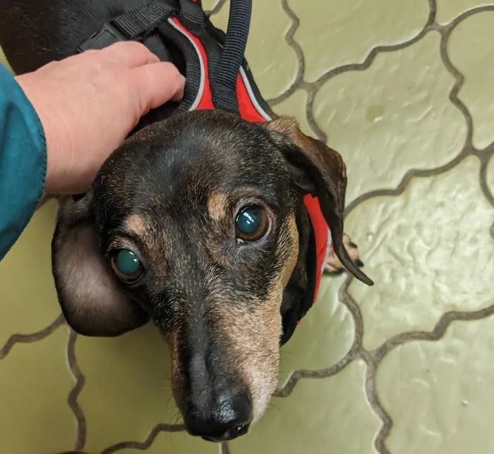 Carrollton Animal Hospital 6