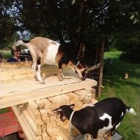 Eastern Buckeye Veterinary Services ico