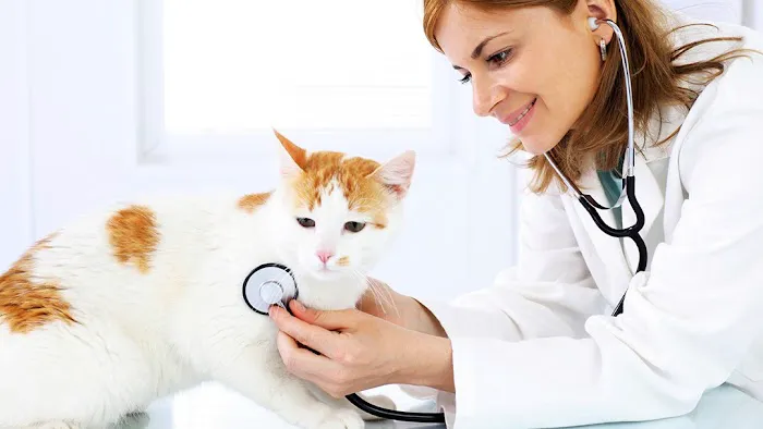 County Line Veterinary Service 4