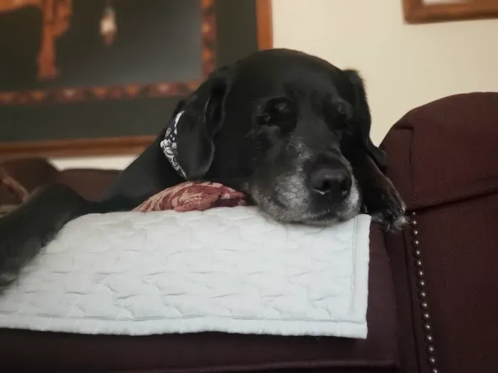 Alliance Animal Hospital LLC 1