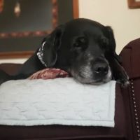 Alliance Animal Hospital LLC ico