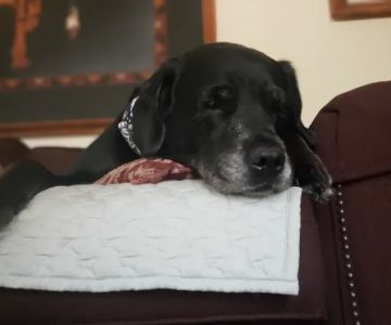 Alliance Animal Hospital LLC