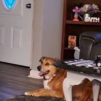 Tucker Patricia A DVM ico