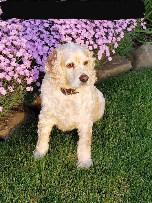 West Side Animal Hospital 8