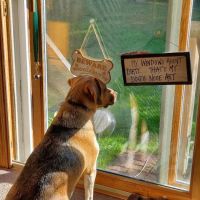 Brimfield Veterinary Services ico