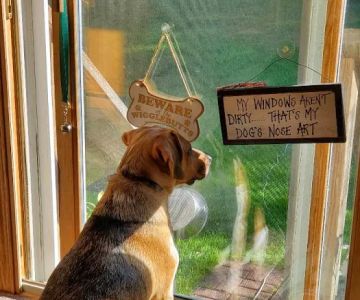 Brimfield Veterinary Services
