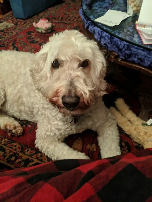 Brimfield Veterinary Services 8