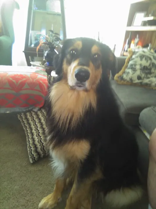 Brimfield Veterinary Services 7