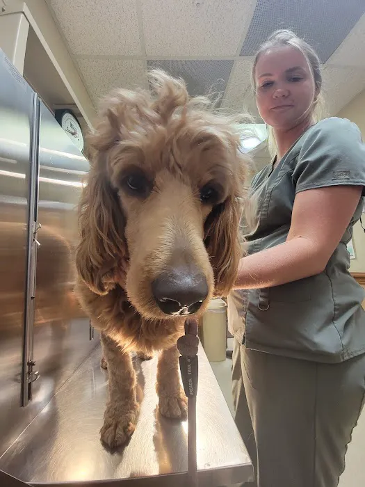 Companion Animal Hospital 6