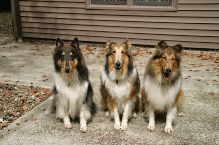 Companion Animal Hospital 7