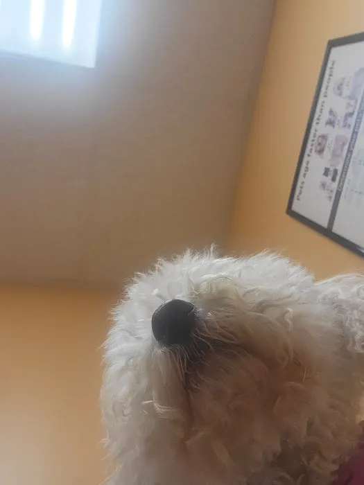 Green Road Animal Hospital 10
