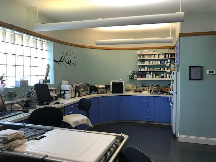 Just Cats Hospital 4
