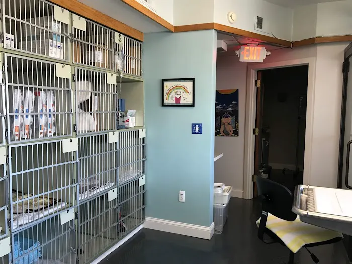 Just Cats Hospital 5