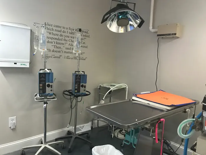 Just Cats Hospital 7