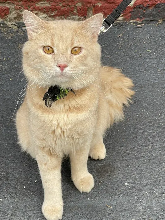 Just Cats Hospital 8