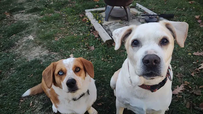 Belvoir Pet Hospital 9