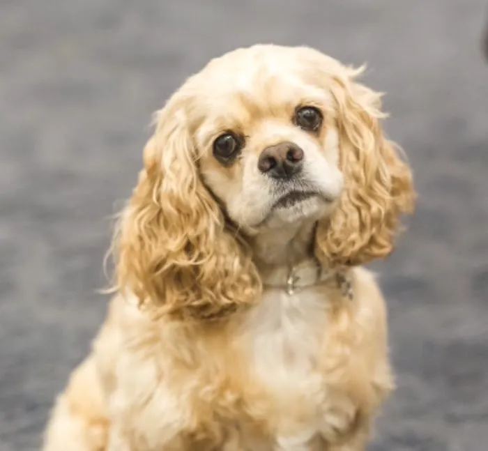 Belvoir Pet Hospital 8