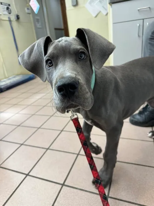 Belvoir Pet Hospital 7