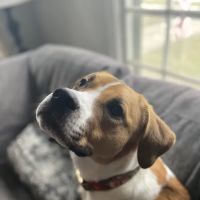 VIP Petcare Vaccination Clinic ico