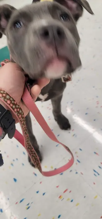 VIP Petcare Vaccination Clinic 10