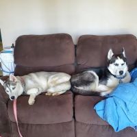 Lyndhurst Animal Clinic, A Thrive Pet Healthcare Partner ico