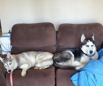 Lyndhurst Animal Clinic, A Thrive Pet Healthcare Partner