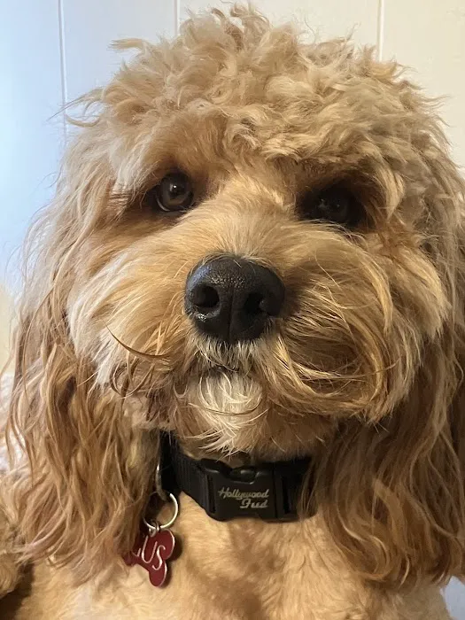 Lyndhurst Animal Clinic, A Thrive Pet Healthcare Partner 4