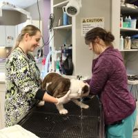 Memorial Animal Hospital ico