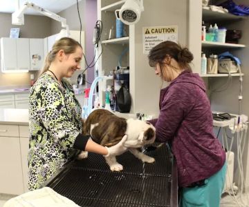 Memorial Animal Hospital