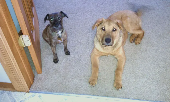 Memorial Animal Hospital 6