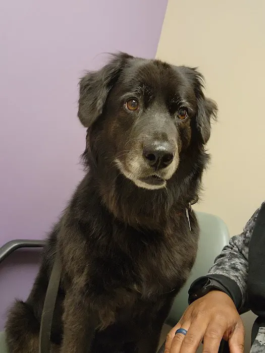 Memorial Animal Hospital 4