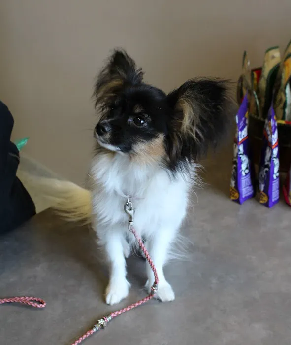 Memorial Animal Hospital 8
