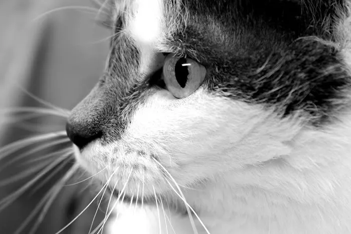 Portage Animal Clinic 6
