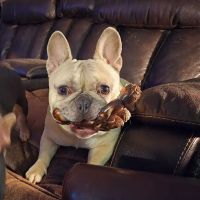Animal Medical Center of Streetsboro, Inc. ico