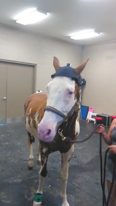Cleveland Equine Clinic 4