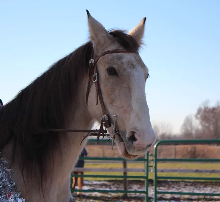 Cleveland Equine Clinic 6
