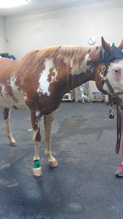 Cleveland Equine Clinic 9