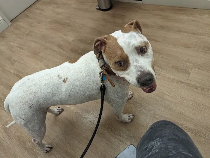 Richardson Animal Hospital 1