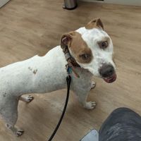 Richardson Animal Hospital ico