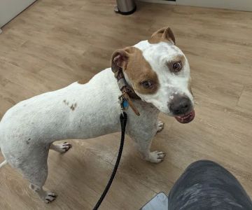 Richardson Animal Hospital