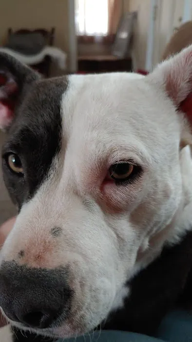 Richardson Animal Hospital 10