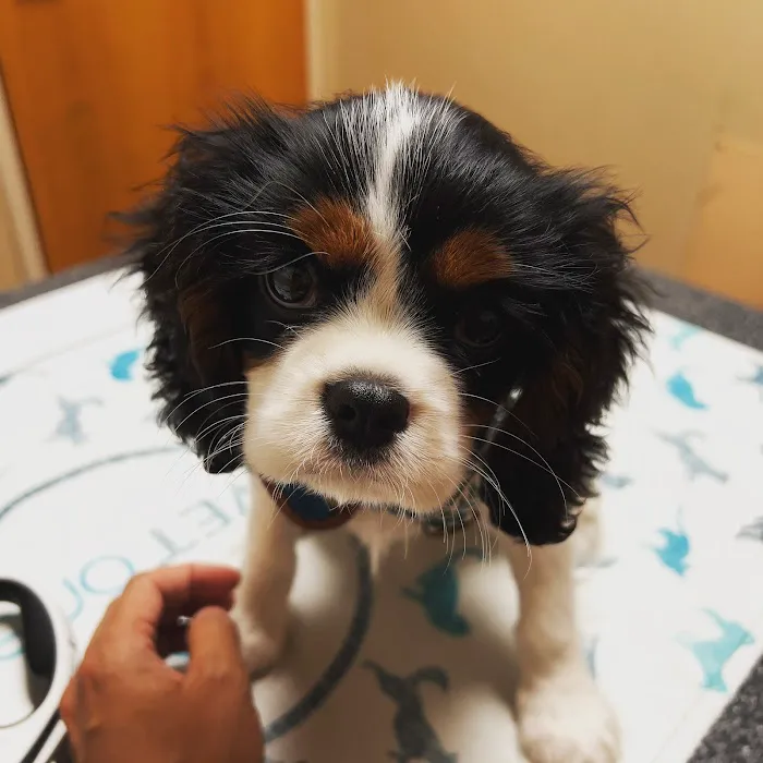 Hillcrest Animal Hospital 4