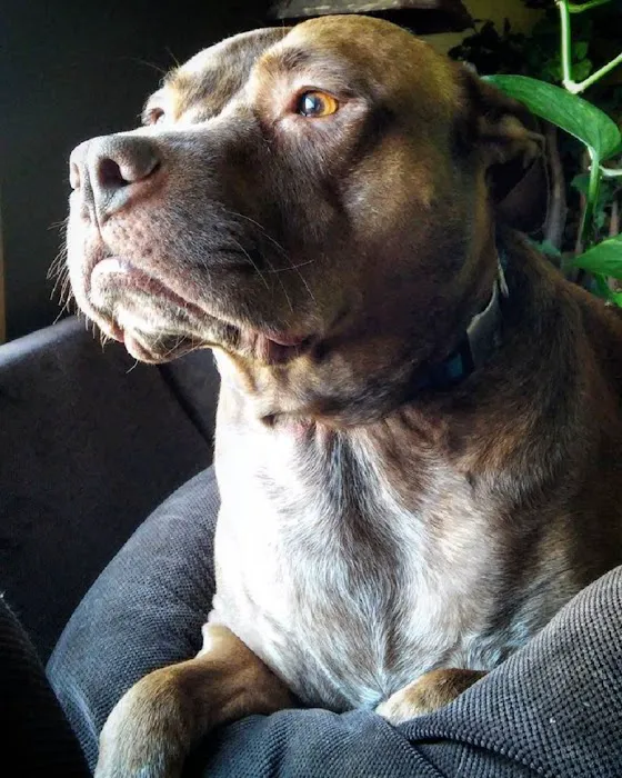 Hillcrest Animal Hospital 5