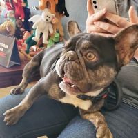 General Vet Clinic ico