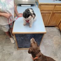 West Plains Veterinary Clinic ico