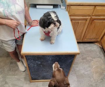 West Plains Veterinary Clinic